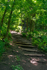 footpath in the forest