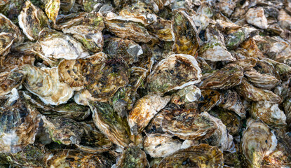 close up view of large amount of oysters for sale at the market