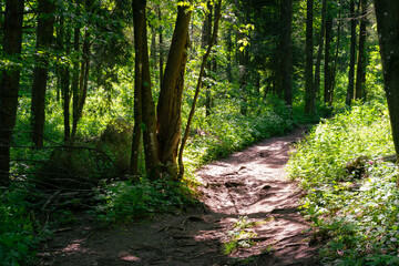 path in the forest