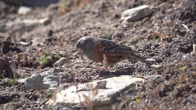 alpine accentor (Prunella collaris) bird on grassy ground 
searching for food, Nepal, 2023
