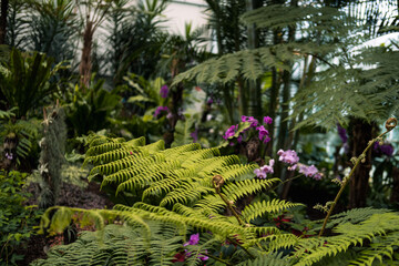 green fern in the garden