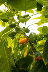 orange fruit on tree