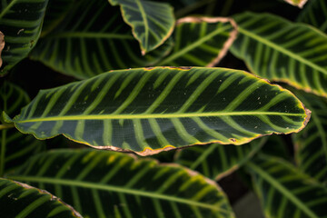 leaf