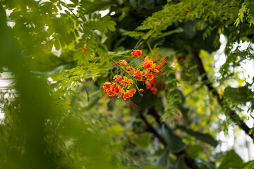 red and yellow