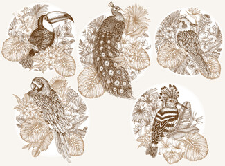 Vector set of 5 stickers with exotic birds in tropical plants. Macaw parrot, toucan, hoopoe, peacock and cockatiel parrot in engraving style © Viktoriia Holovko