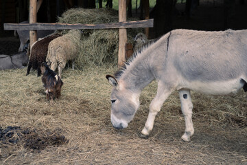 Animals on a farm