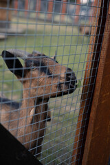 Goats on a farm