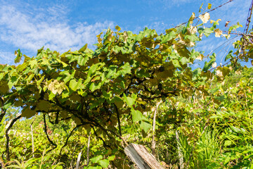 Fototapeta na wymiar Ripe bordo grapes (Vitis labrusca) in Sao Francisco de Paula, Brazil