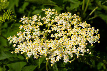 Flowering black elderberry. 
Elderflower flowers and fruits are used in alternative medicine to strengthen the immune system.

