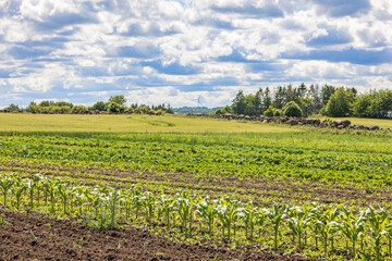 Fototapeta na wymiar Growing vegetables in a field
