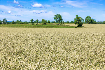 View at a field with crops a summer day