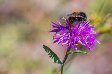Brownray knapweed flower with a Red-shanked bumblebee