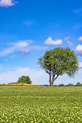 Obraz premium Flowering potato field with a lush green single tree