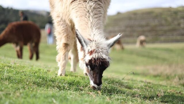 llamas eating grass in Andean ruins, Peru