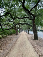 houston trees