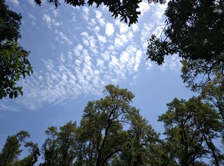 trees and sky