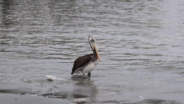 paracas beach pelican bird at sea
