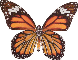 LAYER-LAB_3005220550_LC