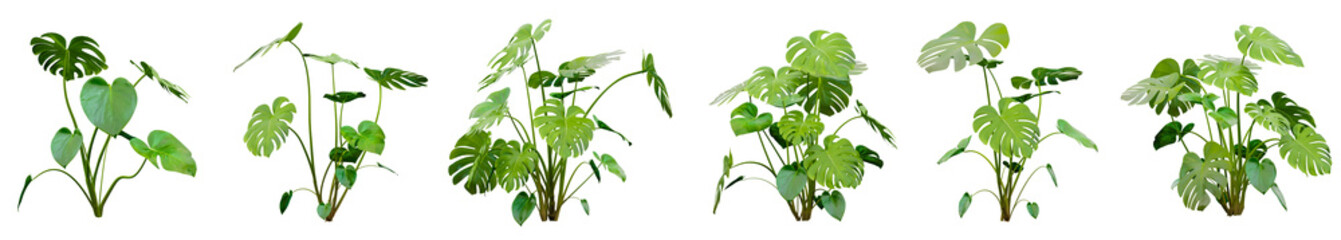 Set of Monstera plants with isolated on transparent background. PNG file, 3D rendering illustration, Clip art and cut out
