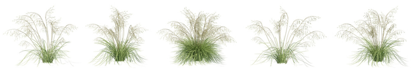 Set of Switch grass with isolated on transparent background. PNG file, 3D rendering illustration, Clip art and cut out