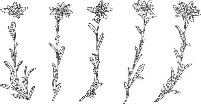 Set of edelweiss: edelweiss flowers and leaves. Leontopodium. Cosmetic and medical plant. Vector hand drawn illustration.
