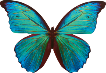 Blue and green butterfly - Ready to use Premium PNG isolated Cutout Image