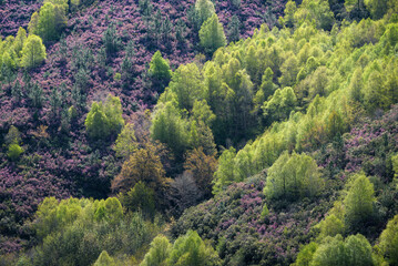 Chromatic contrast between the purple heather and the fresh green of the spring birches