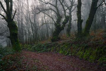 Disturbing road through the misty Galician centenary forests