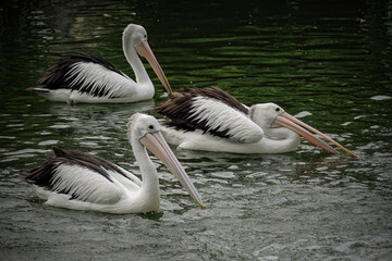 pelicans on the water