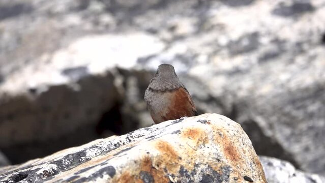 alpine accentor (Prunella collaris) bird on lichen covered rock
Tele shot from Nepal, 2023
