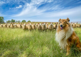 Rough collie with sheep