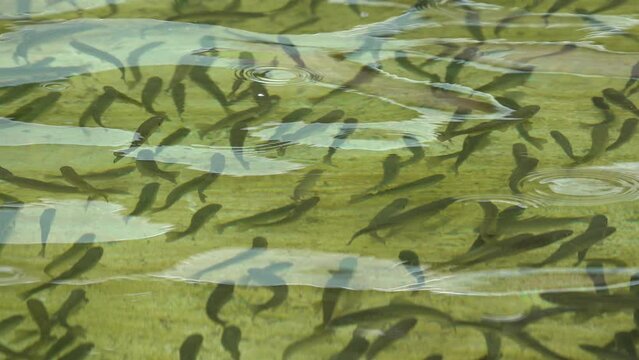 Snake River Cutthroat Trout Fingerlings In A Holding Tank At A Fish Hatchery.