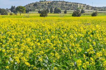 rapeseed flowers on farmlands during spring season in Ovacik (Cesme, Izmir province, Turkiye)