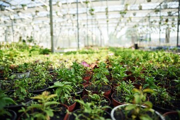 Greenhouse with flowers at sunny daytime