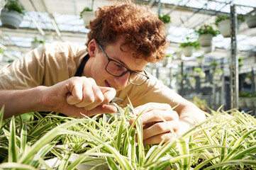 Obraz premium Focused by cutting plants. Young man with curly hair and in glasses is in greenhouse