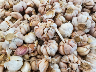 Freshly harvested garlic from garlic plantations that have been selected with the best quality for sale in the market. Garlic (Allium sativum; garlic) plant of the genus Allium