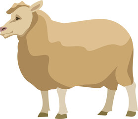 Vector set of cute sheep and ram isolated retro illustration.Standing sheep silhouette on white.Farm fanny dairy small animal.