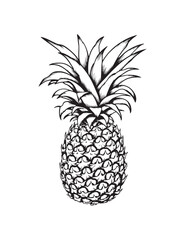 pineapple drawing. white background. Vector illustration