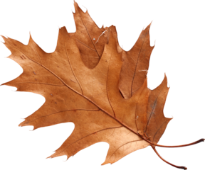 An Brown orange autumn leaf of oak - Ready to use PNG Cutout Premium Isolated Image