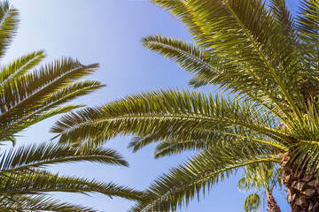 Fototapeta na wymiar Palm trees against blue sky at tropical coast. Sunleak texture. Coconut tree, summer palm leaves