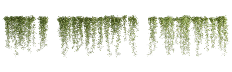 grass isolated on white