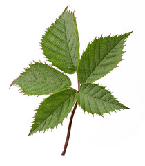 blackberry green leaf