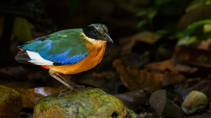 Blue-winged Pitta perching on a small rock