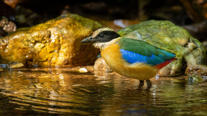 Blue-winged Pitta perching in a natural bird pool