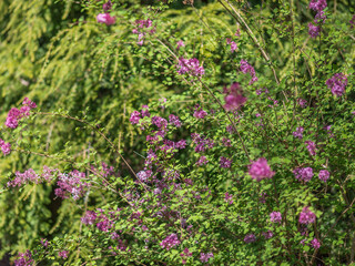 Obraz premium pink flowers in the garden