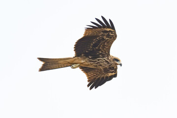 Black-eared Kite flying isolated on white background