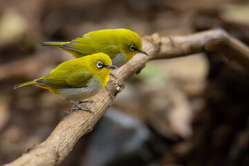 Indian White-eye perching on a perch looking into a distance