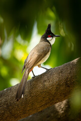 Red-whiskered bulbul perching on longan tree branch