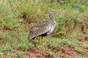 Outarde à miroir blanc,.Afrotis afraoides, Northern Black Korhaan
