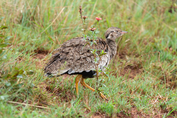Outarde à miroir blanc,.Afrotis afraoides, Northern Black Korhaan